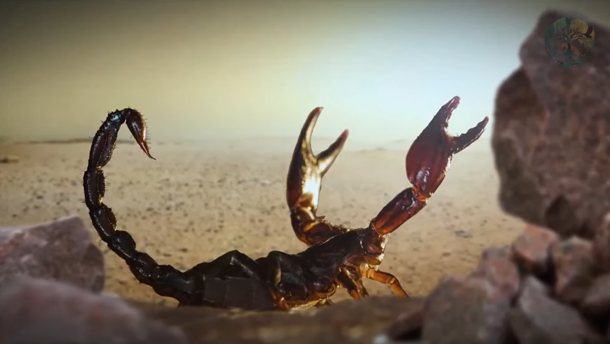 ¿Sabías que los escorpiones pueden vivir con 1 insecto al año