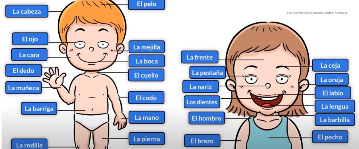 6471 Vocabulario del cuerpo humano (español)