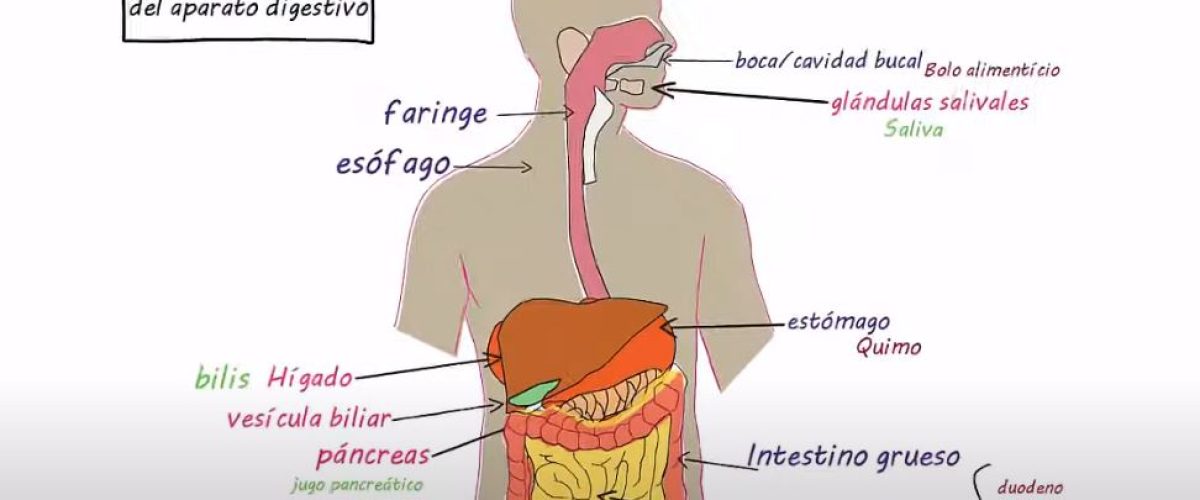 6472 videolección Glándulas y órganos del aparato digestivo. 3 de ESO