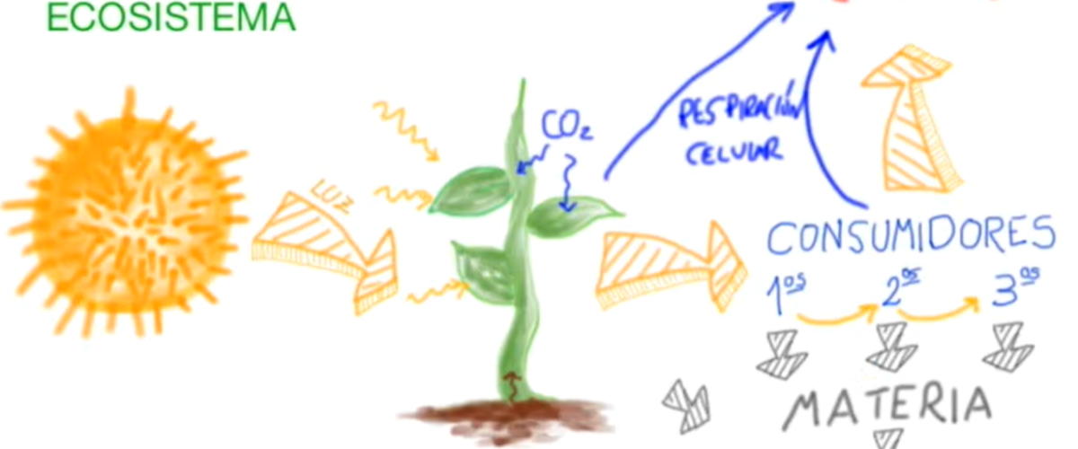 6675_Flujo de la energía y la materia en un ecosistema