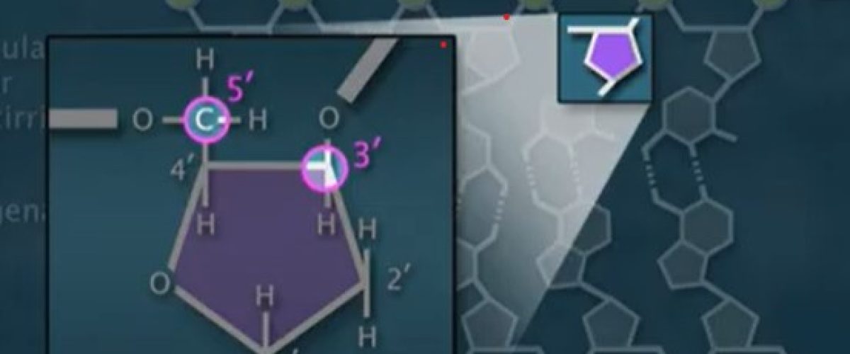 7615_La estructura química del ADN_Video HHMI BioInteractive