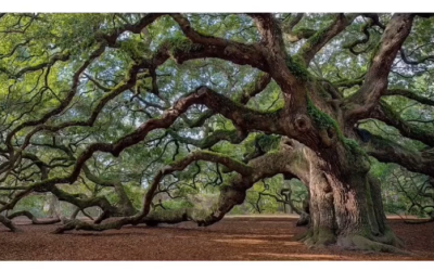 7646_Confidencias de un árbol