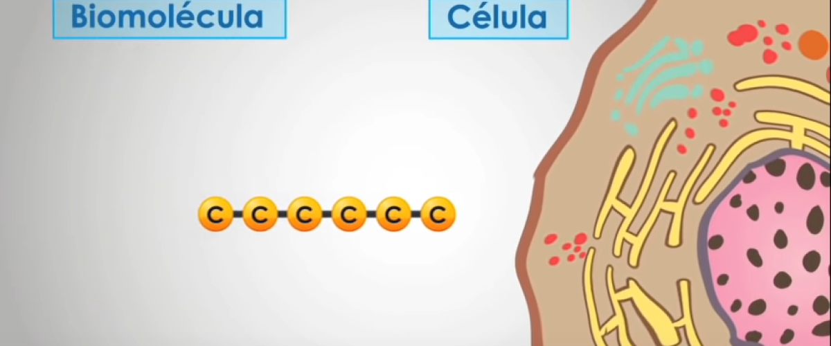 respiracion-celular